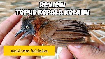 REVIEW BURUNG TEPUS KEPALA KELABU | BURUNG TEPUS KEPALA KELABU GACOR | TEPUS KEPALA KELABU JANTAN