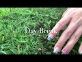 Daybreak a song by lisa ekdahl  a cover by veto duo acoustic