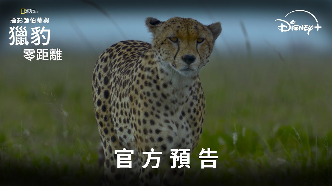 國家地理震撼新作《#攝影師伯蒂與獵豹零距離》Disney+ 現正熱播中 縮圖