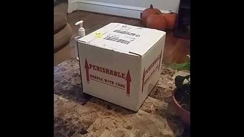 Dynasty Reptiles Unboxing!!!