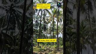കോഴിക്കോട് 45 വയലിൽ തെങ്ങ് കവുങ്ങ് തോട്ടം  Kozhikode 40 Cent Areca Nut &amp; Coconut Farm For Sale