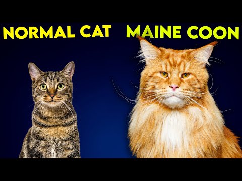 Video: Naše maine coon ragdoll: kríženec mačiek, Greebo a dippy