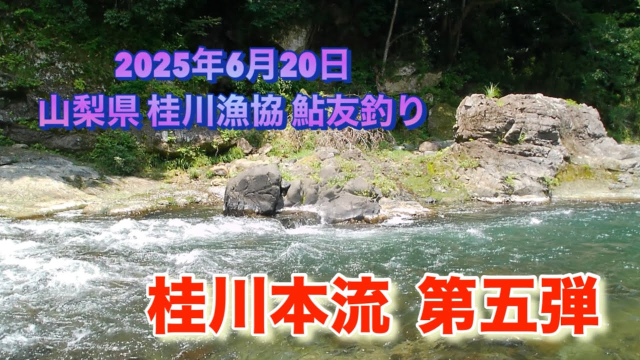山梨県 桂川漁協 桂川本流 鮎友釣り 2025年6月20日 富浜地区2回目は バラし5回に蹴られ多数🥲 それでもまとまる桂川😆