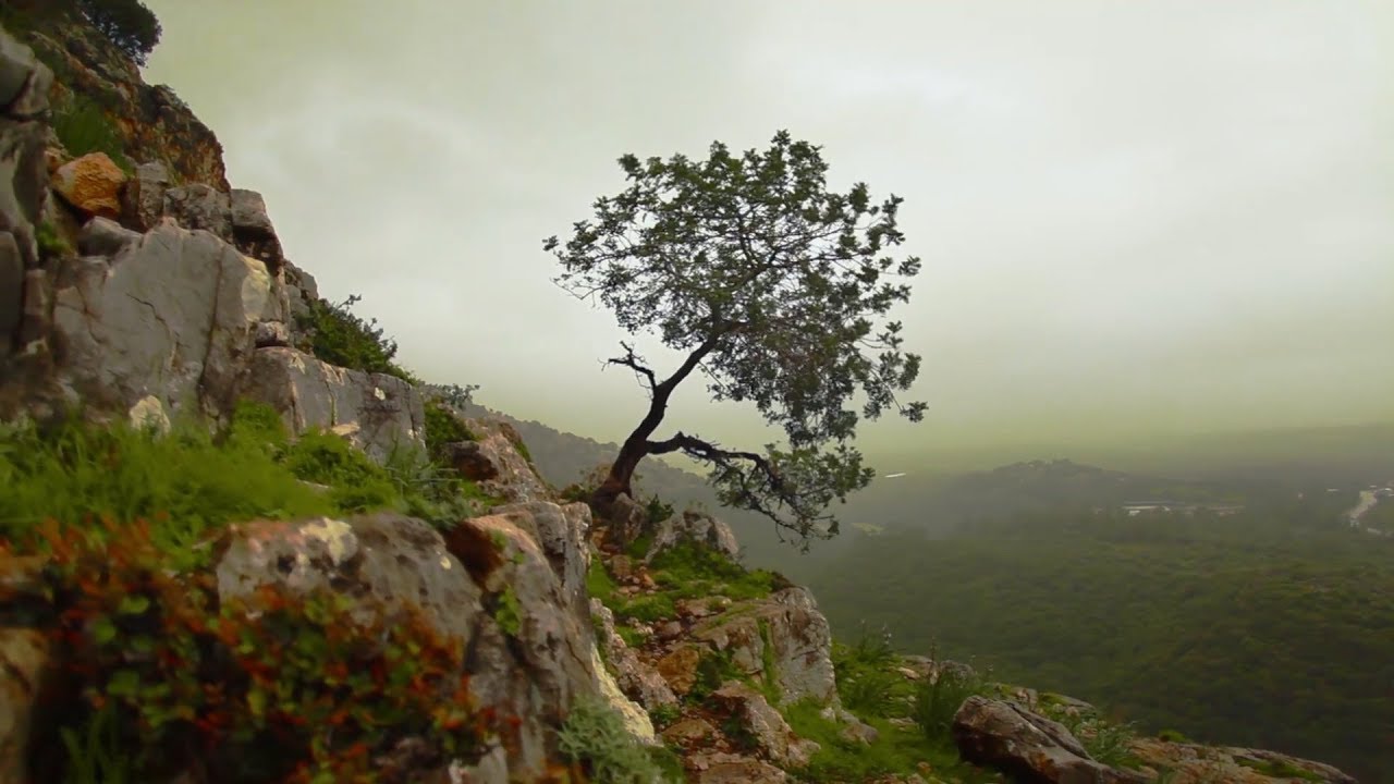 12 mo'jiza: Daraxt u zotning oldilariga kelib, so‘ng yana qaytib ketdi