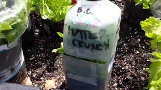 2016 Big Reveal - 5 Leafy Greens ( cabbage, arugula, lettuces ) Grown in Milk Jugs (Winter Sowing)