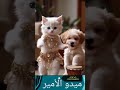 خبار عاجل اغنية دانه الجديدة Cat خبار عاجل اغنية دانه الجديدة Cat