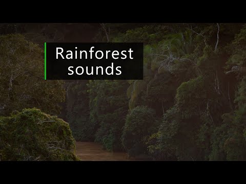 Dusk by the river in the Amazon rainforest Jungle sounds