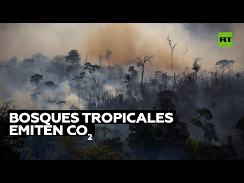 Los bosques tropicales de Brasil emiten más CO2 del que absorben
