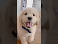 Cute puppy ❤️ #かわいい犬 #anjingcomel #สุนัขน่ารัก#cutedogph #chóđángyêu #anjinglucu #cachorrofofo