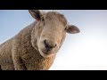 Le cri du mouton le mouton qui bele au parc malbosc  montpellier