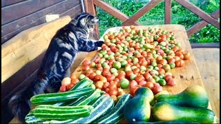 КОТ И СОБАКА ВОРУЮТ ПОМИДОРЫ 🍅 КОТ И СОБАКА ВОРУЮТ ПОМИДОРЫ 🍅