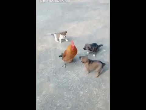 horoz vs köpek dövüşü komik köpek horoz dövüşü videoları