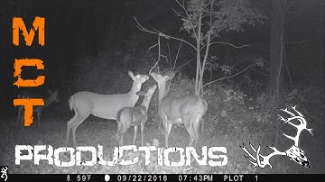 ScrapeFix  The Best Attractant There Is!!