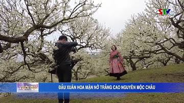 Đầu xuân hoa mận nở trắng cao nguyên Mộc Châu