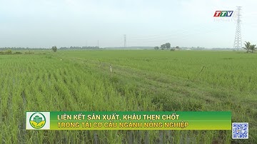 Liên kết sản xuất, khâu then chốt trong tái cơ cấu ngành nông nghiệp | NÔNG THÔN MỚI | TayNinhTV