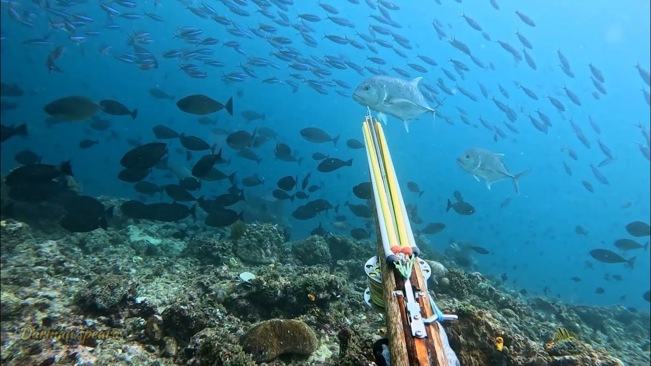surganya bawah laut pulau seram Maluku 🤩 || spearfishing Indonesia