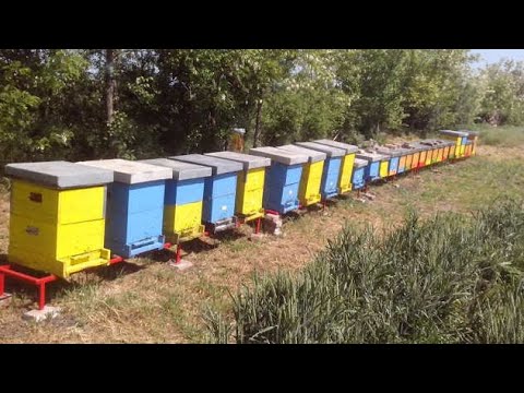 Video: Košnica Od Pčela I Saća: Kako Ih Napraviti?