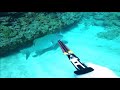 慶良間ブルーな海で魚突き!高級魚、アカジン!