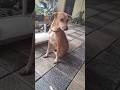 Watch till the end! #dogsofyoutube #indiedog #rescuedog #funnyvideos #cutedogs #doglove #fypシ゚viral