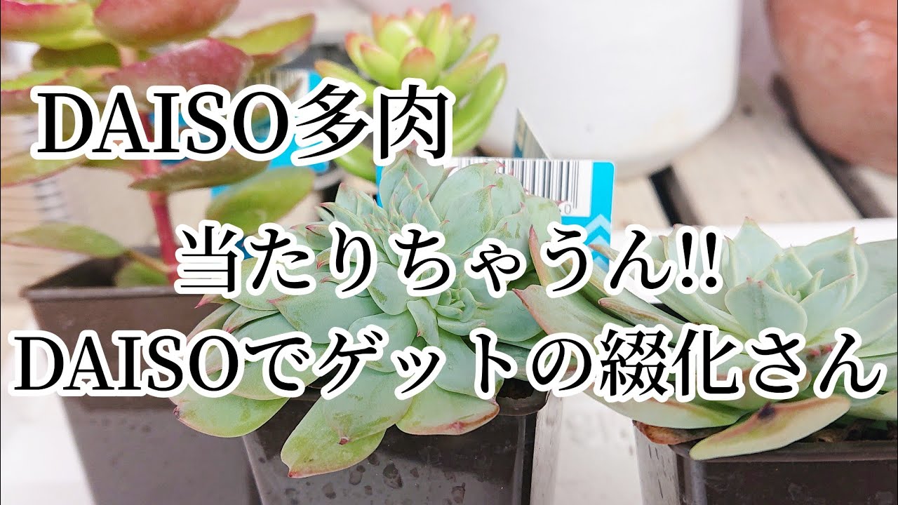 DAISO多肉 当たりちゃうん！レア多肉綴化さん - YouTube