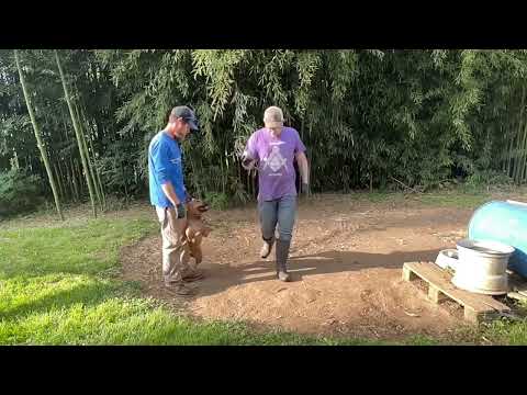American Pit bull Terrier Yard Tour 2024