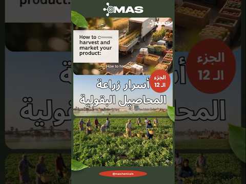 أسرار زراعة المحاصيل البقولية الجزء 12 الحصاد والتسويق نصائح بقوليات اكسبلور  