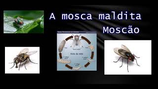 A vida de um moscão A mosca maldita