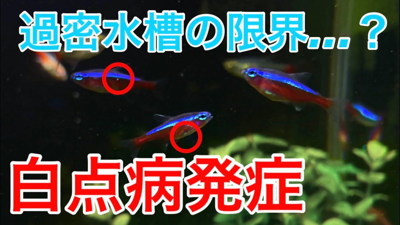【悲報→朗報】カージナル導入で白点病蔓延。過密水槽の限界から生還した話