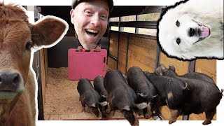 Farm Goes Out of Business + We Buy Pigs, a Dog, Cows (48 hour notice)