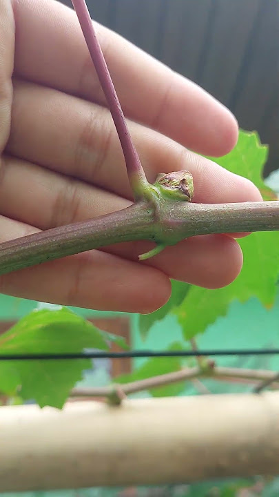 Contoh Tanam Anggur Tanpa Naungan #carapruninganggur #anggurimpor #diy