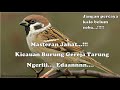 Suara Burung Gereja Tarung Durasi Panjang untuk masteran | Masteran Burung Sang Juara...