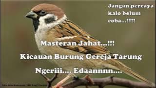 Suara Burung Gereja Tarung Durasi Panjang untuk masteran | Masteran Burung Sang Juara...