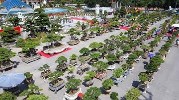 Ngắm dàn "Siêu Cây" tại triển lãm SVC Bắc Ninh 2022