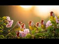 Relaxing Birdsong & Piano, Reduces Anxiety,Fatique,Sleep,Escape Work Stress