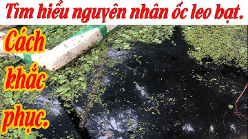 Cách khắc phục ốc Bưu leo bạt mà chưa rõ nguyên nhận. Trại ốc nhồi Miền Bắc.