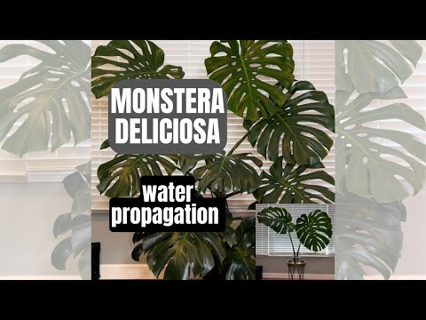 MONSTERA DELICIOSA WATER
