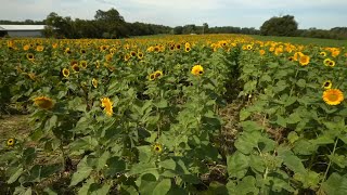 Shelbyville's Gallrein Farms hosting Sunflower & Corn Festival this weekend