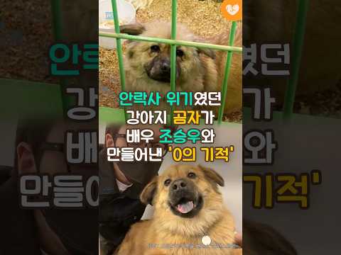 <strong>안락사</strong> 위기였던 강아지 곰자가 배우 조승우와 만들어낸 &amp;#39;0의 기적&amp;#39; #shorts  #조승우 #강아지