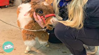 Tiny Dwarf Horse is Dancing Like Nobody's Watching | Cuddle Farm