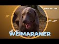 Weimaraner - Unique dog Breed の動画、YouTube動画。