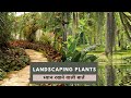 Landscaping plants      ekta chaudhary