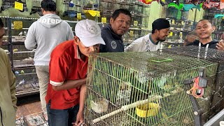 Datang Murai Medan Trotol Pastol Lovebird Kenari Parkit Juga Trima Setor Burung 089628101130