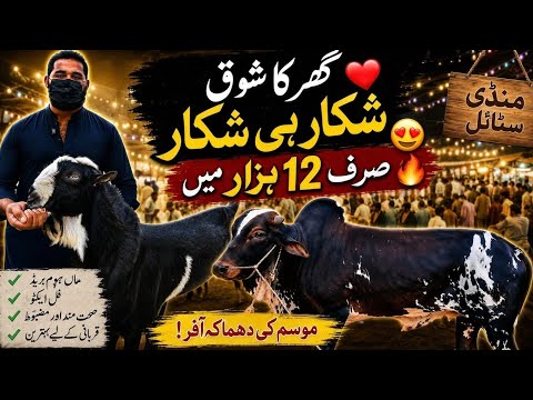 Bhainsh Colony Bakra Mandi Say Sasti Mandi❤️Shoqeeno Karlo Shikar😍02-Sep-2026🔥