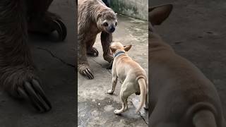 #giant #sloth #frightens #dog