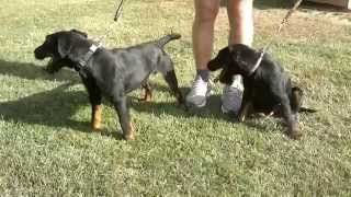 Arko I Brik Od Malenice