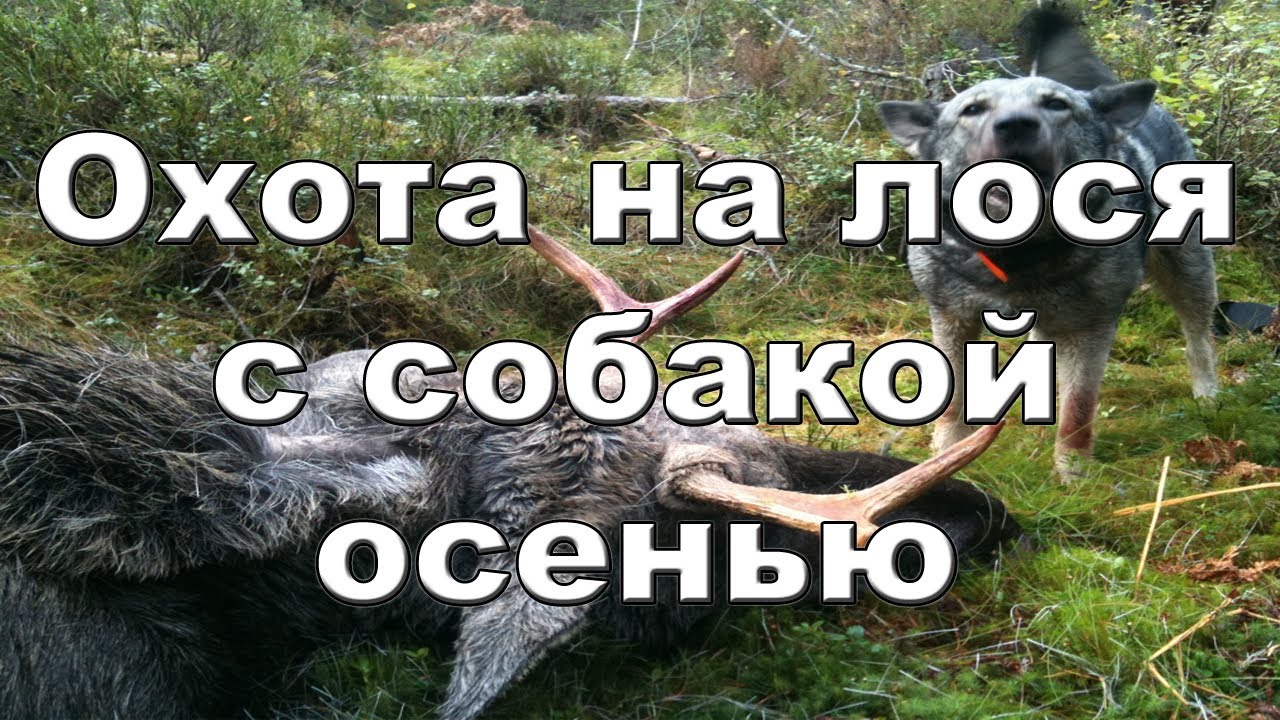 Охота на лося с собакой осенью видео 20122013 Moose hunting Russia