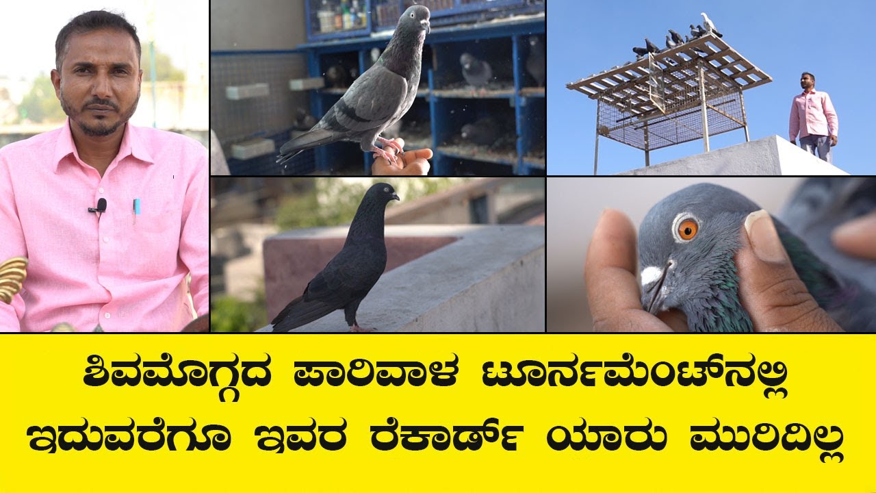 ಶಿವಮೊಗ್ಗದ ಪಾರಿವಾಳ ಟೂರ್ನಮೆಂಟ್ ನಲ್ಲಿ ಇದುವರೆಗೂ ಇವರ ರೆಕಾರ್ಡ್ ಯಾರು ಮುರಿದಿಲ್ಲ...