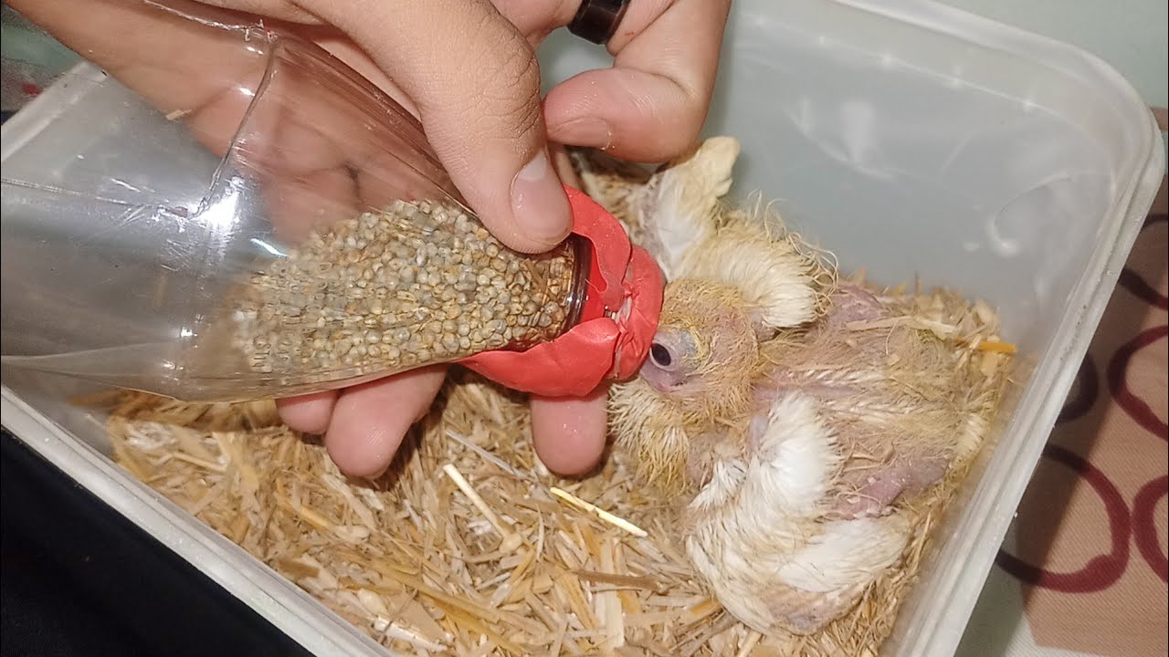 Kabootar kia bache hand feed Kaise kare | How to feed baby pigeon