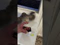 🦉 This Owl Got Too Excited for Dinner 😂
