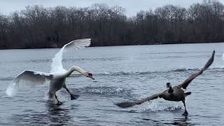 Mute Swans Chasing Out The Last Geese Off Their Territory! (Royal Swan \& Polish Swan)